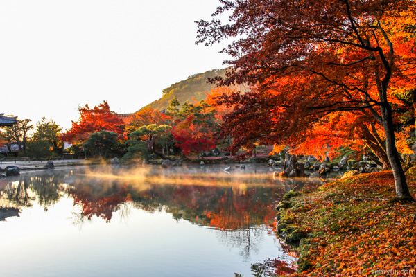 日本賞楓