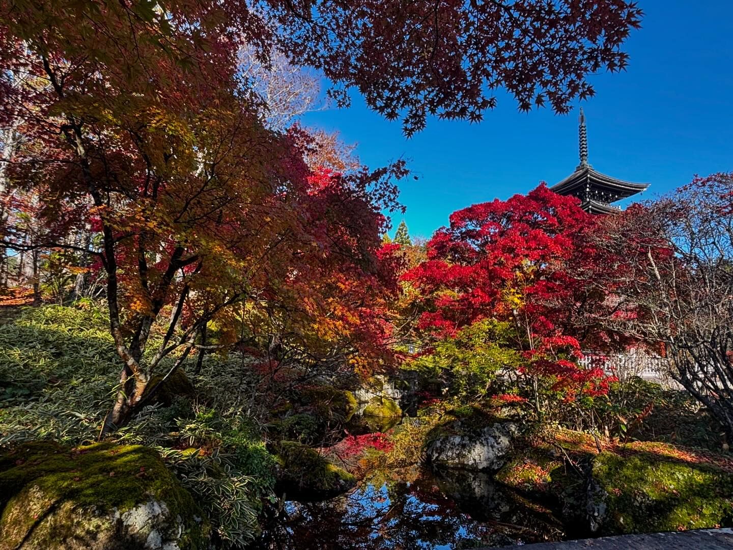 日本賞楓