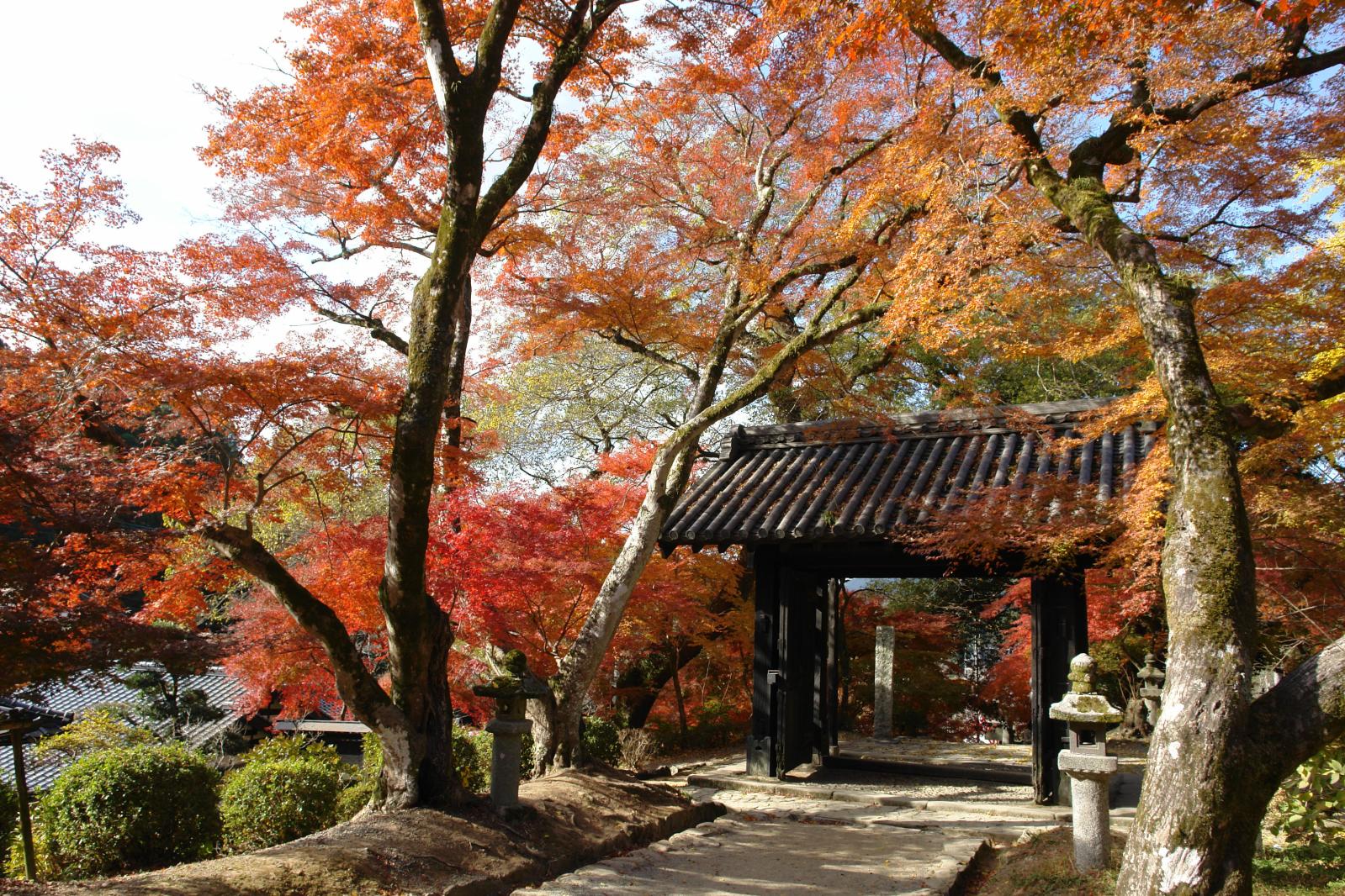 日本賞楓