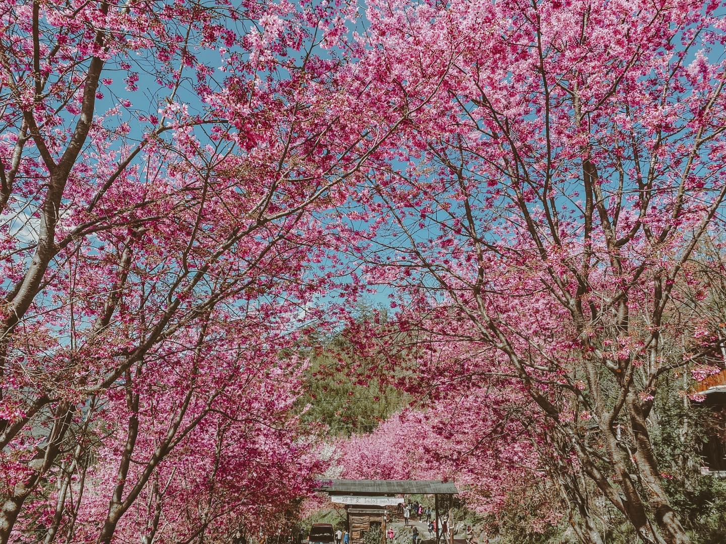 台灣櫻花季景點