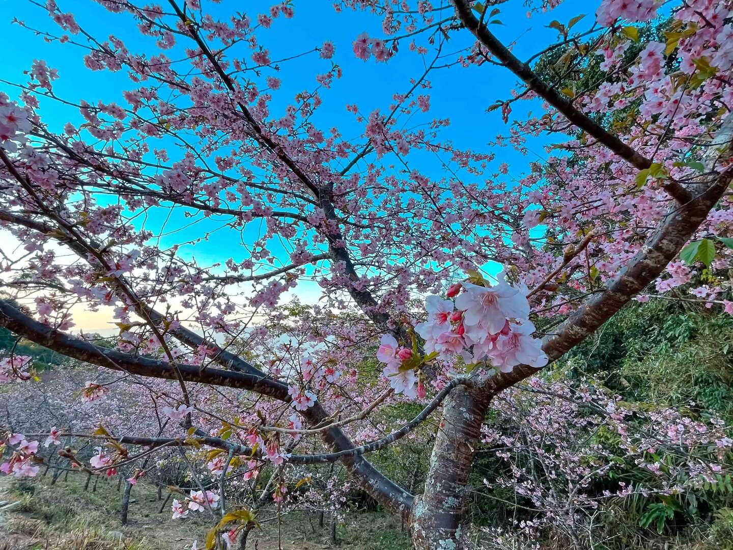 台灣櫻花季景點