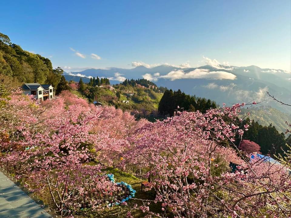 台灣櫻花季景點